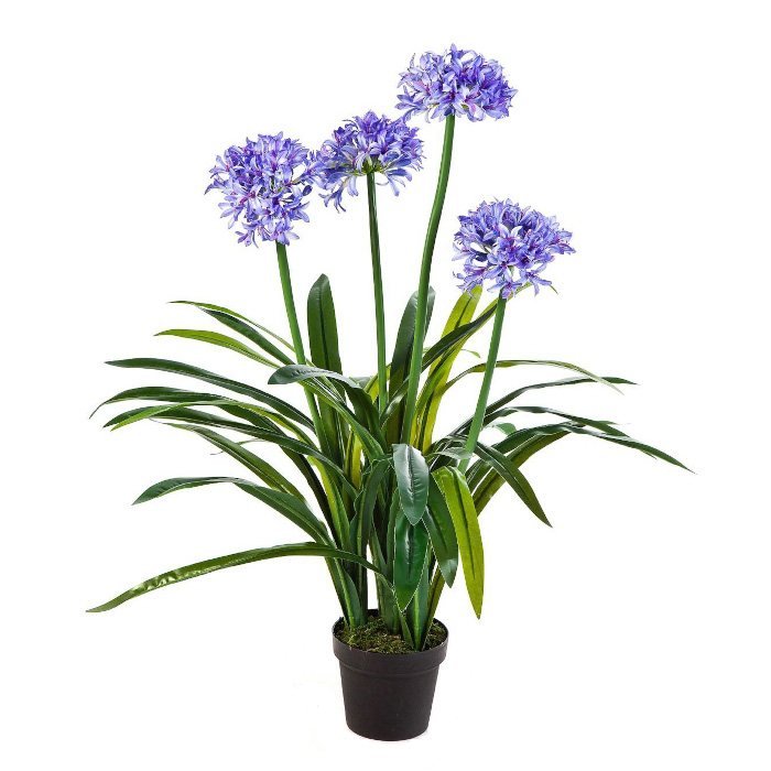 Plant species Agapanthe