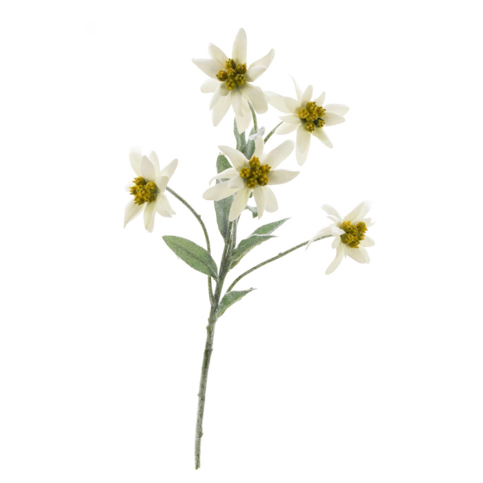 Plant species Edelweiss des Alpes