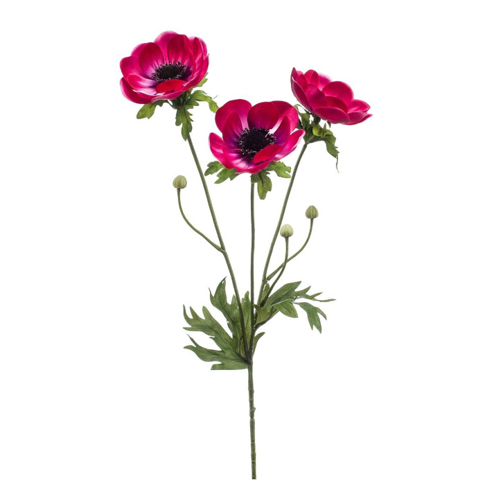 Plant species Anémone