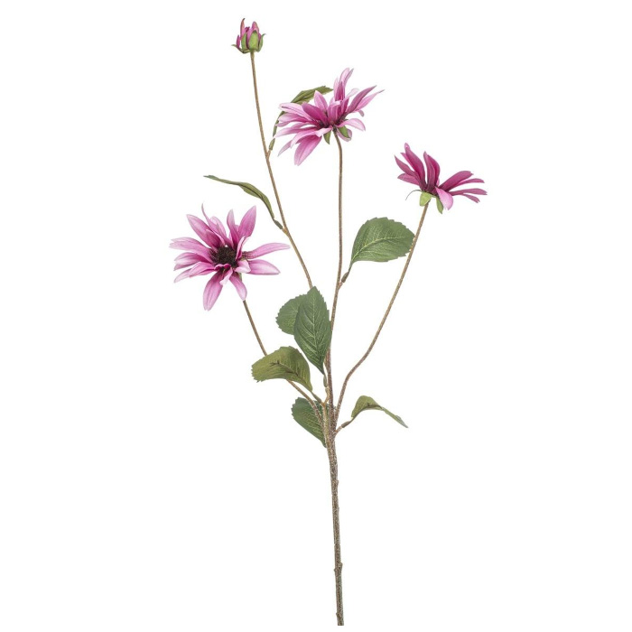 Plant species Aster