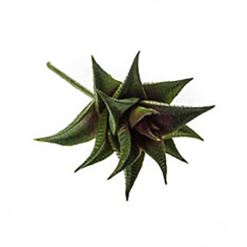 Astroloba spiralis