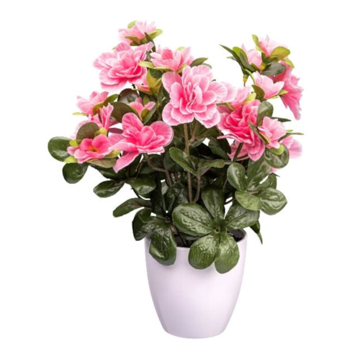 Plant species Azalée