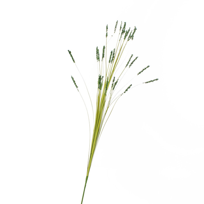 Festuca gautieri