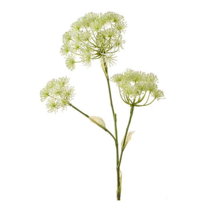 Plant species Berce du Caucase