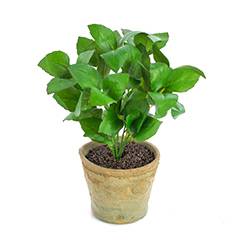 Basilic