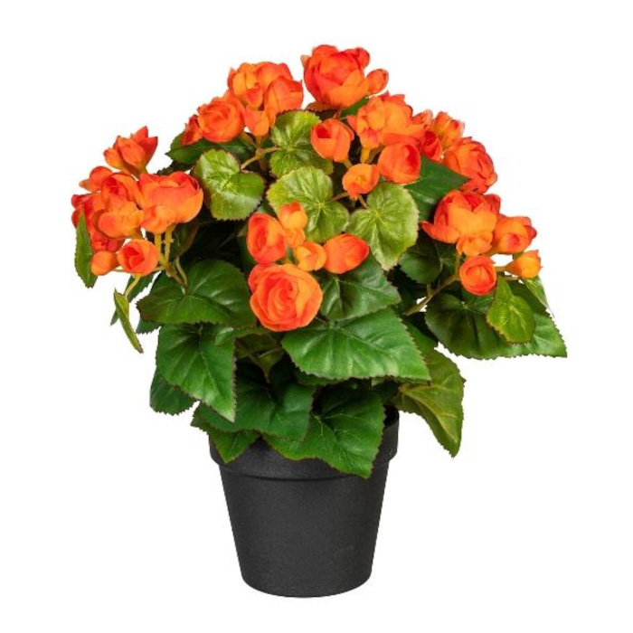 Plant species Bégonia