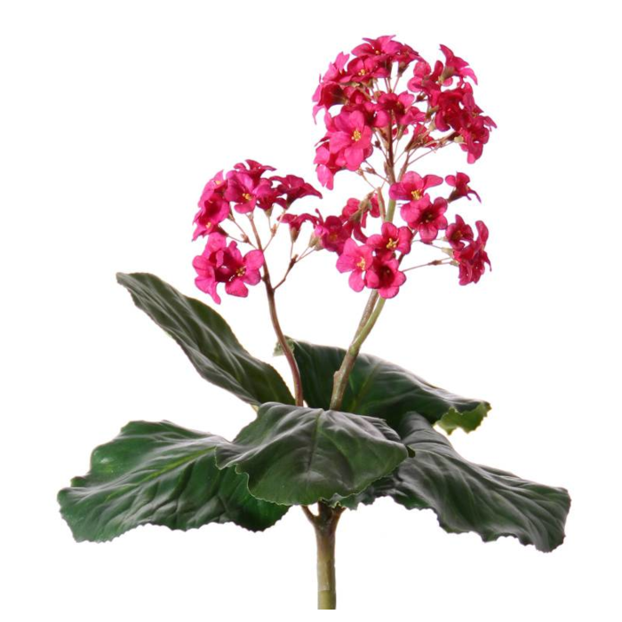 Bergenia