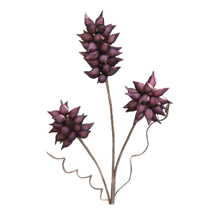 Paulownia