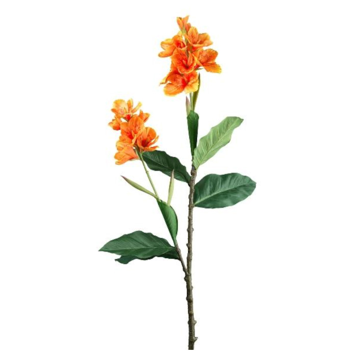 Plant species Canna