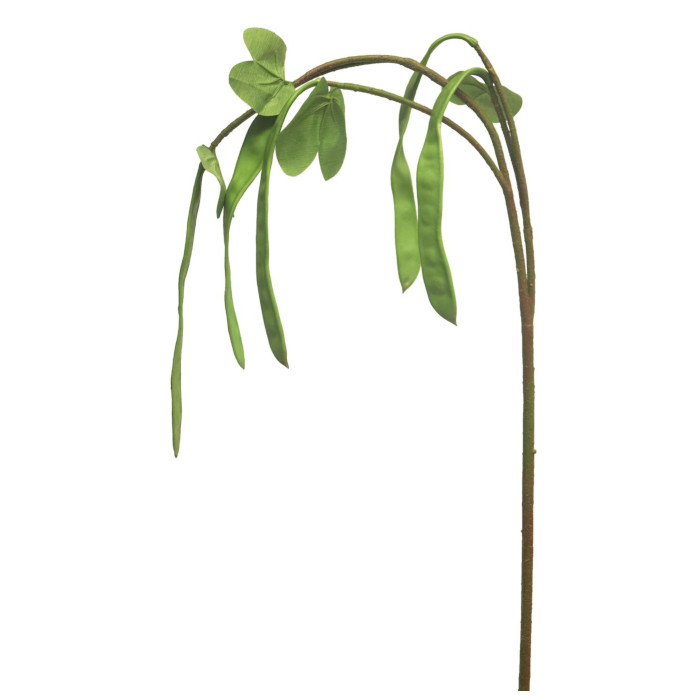 Plante de haricot