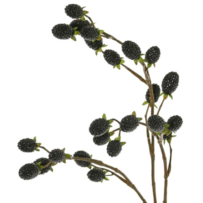 Mûre
