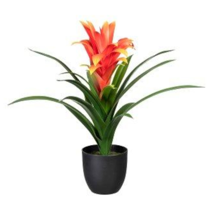 Plant species Bromélia