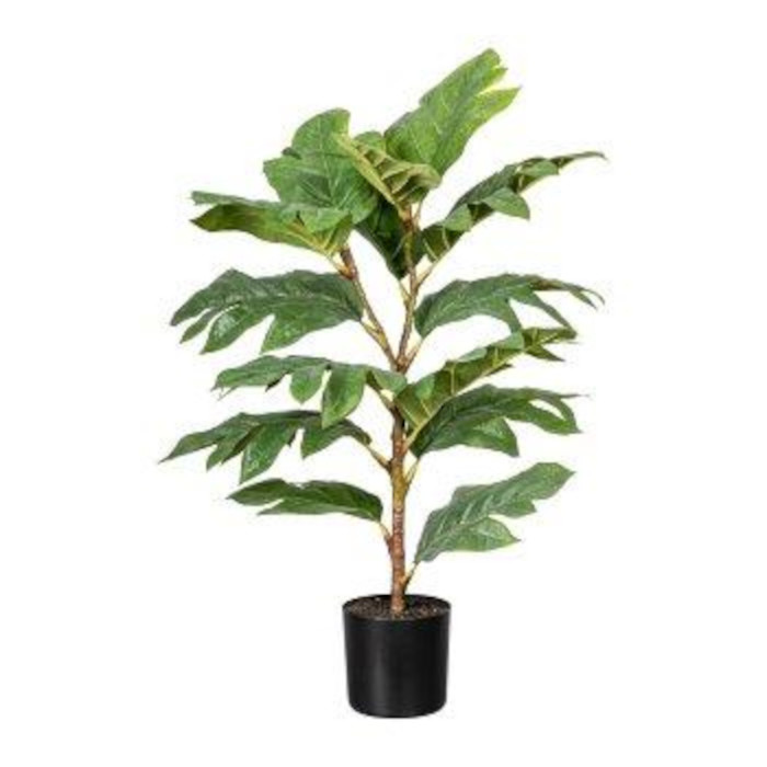 Arbre à pain