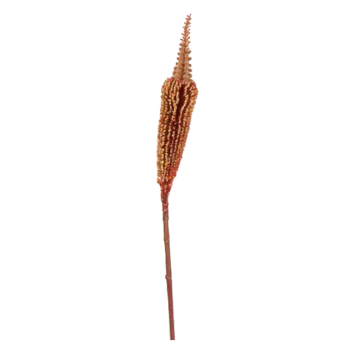 Plant species Bulbine