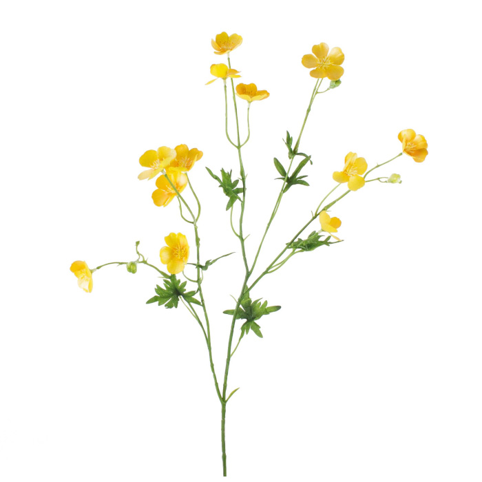 Plant species Bouton d'or