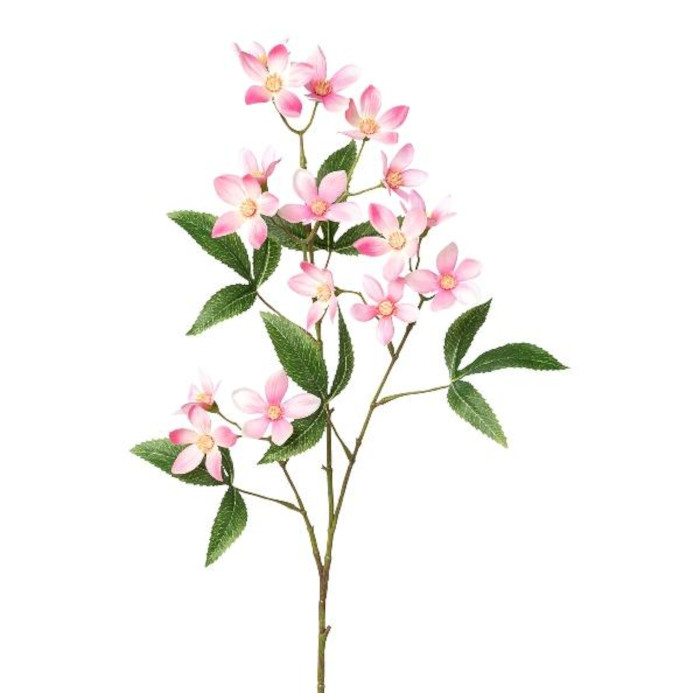 Ceratopetalum