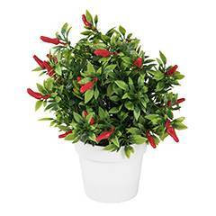 Chili fruit