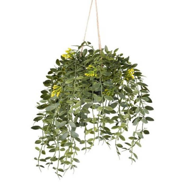 Columnea