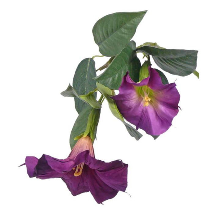 Brugmansia