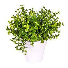 Eucalyptus