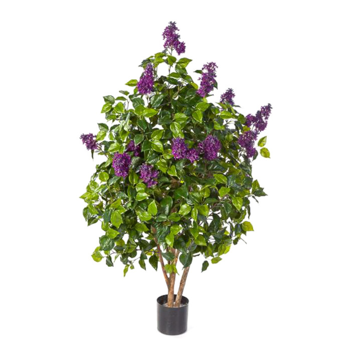 Lilas arbre