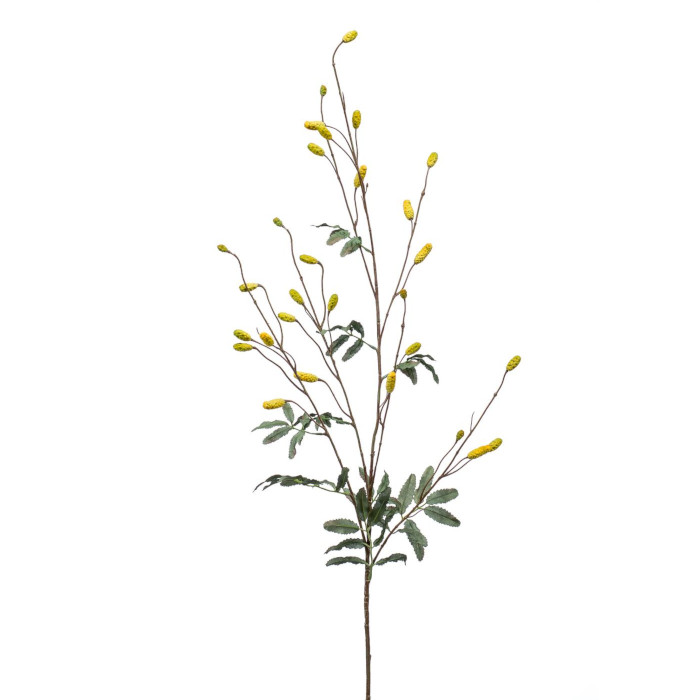 Baies de Goji