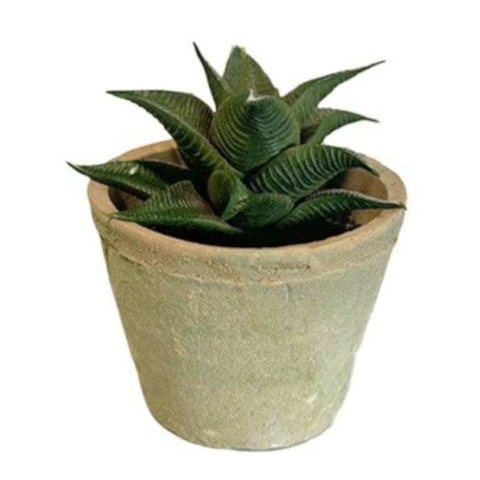 Haworthia