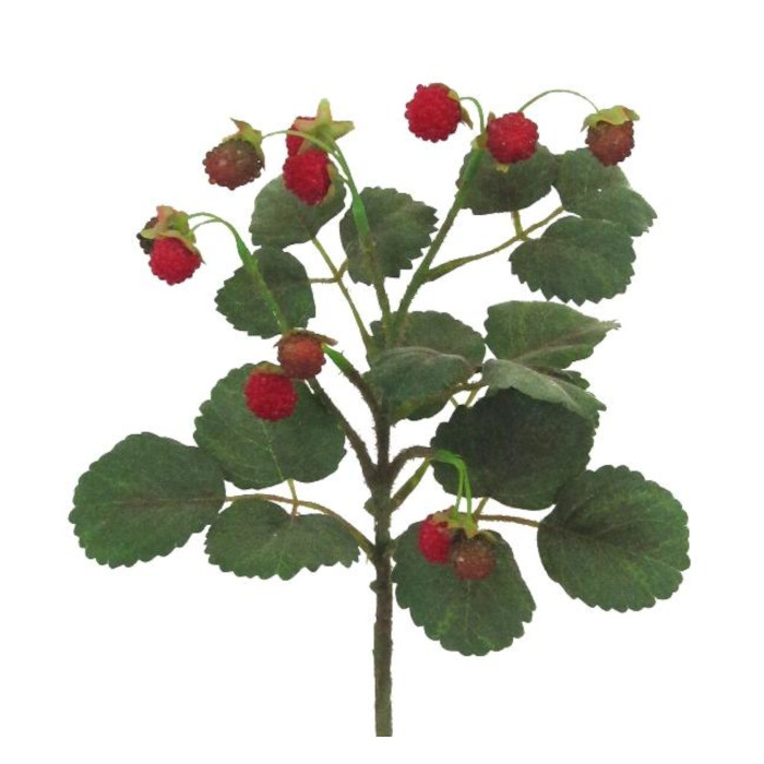 Framboise