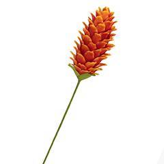 Gingembre