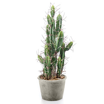 Cactus Stetsonia