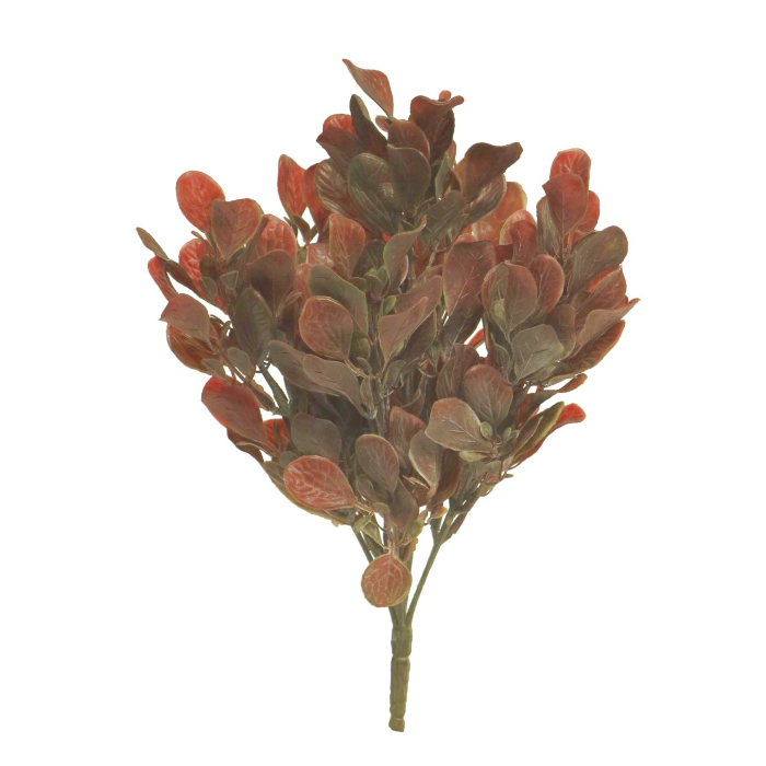 Cercidiphyllum