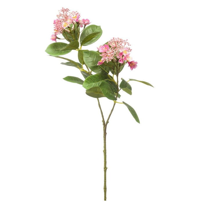 Lorbeerrose