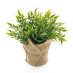 Fragon