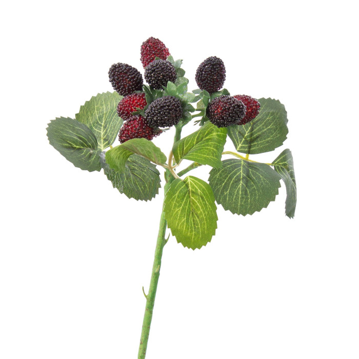 Mûrier