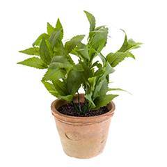Menthe