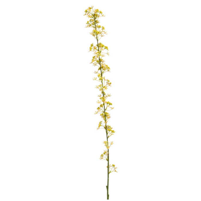 Aigremoine eupatoire