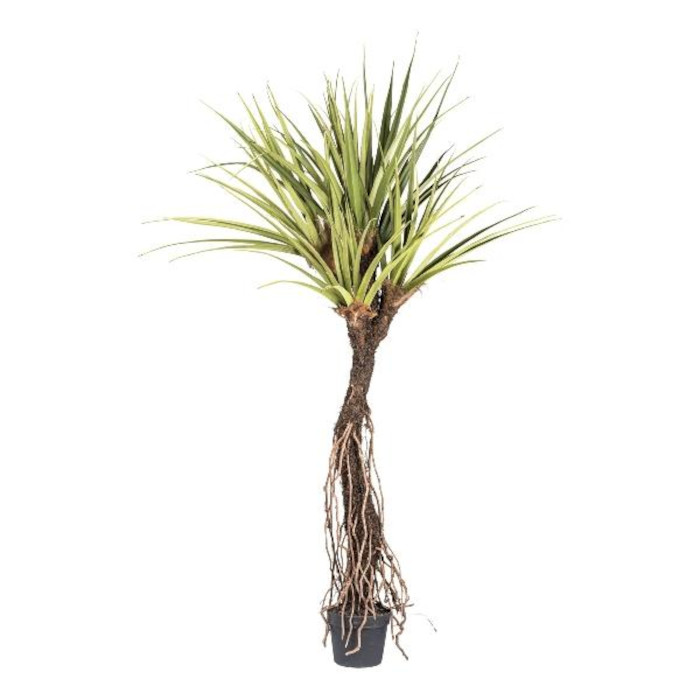 Pandanus