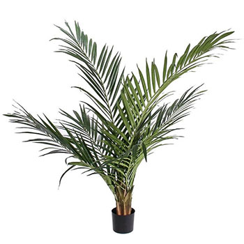 Ravenea rivularis