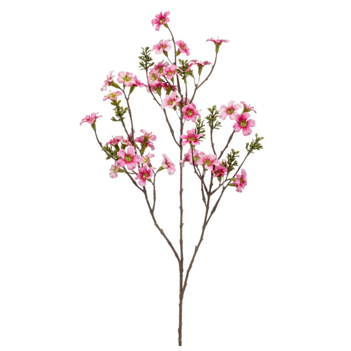 Manuka