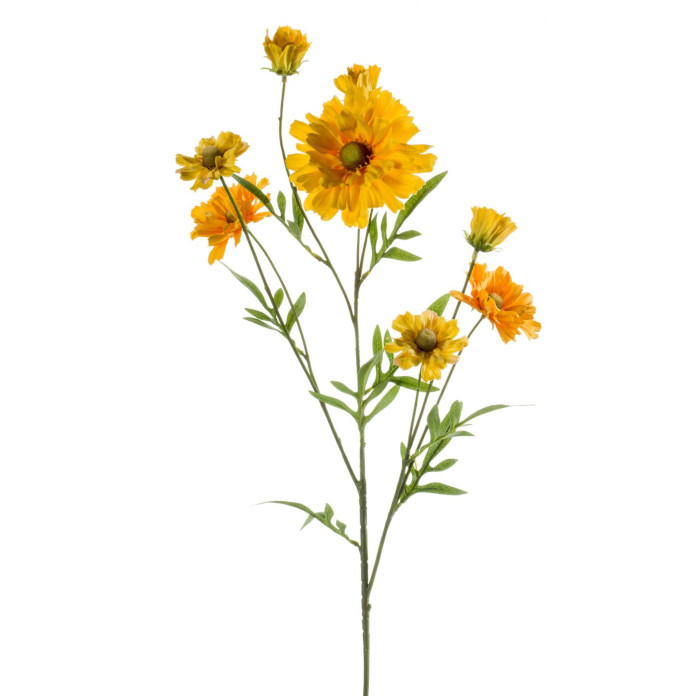 Helenium