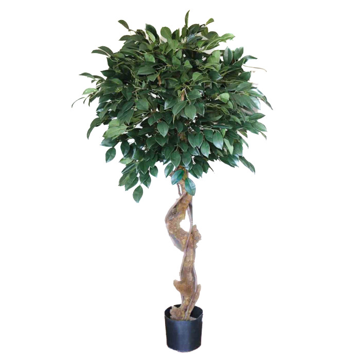 Cleyera japonica