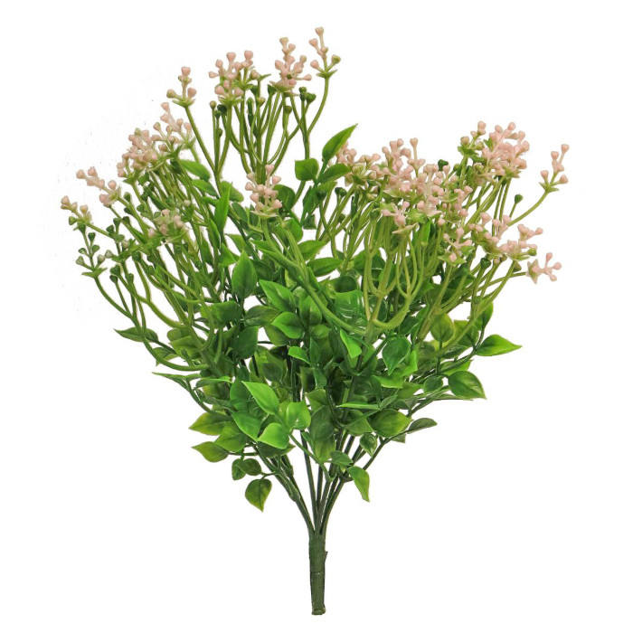 Alyssum
