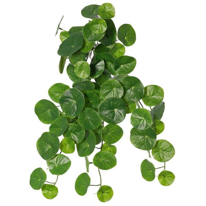 Stephania erecta