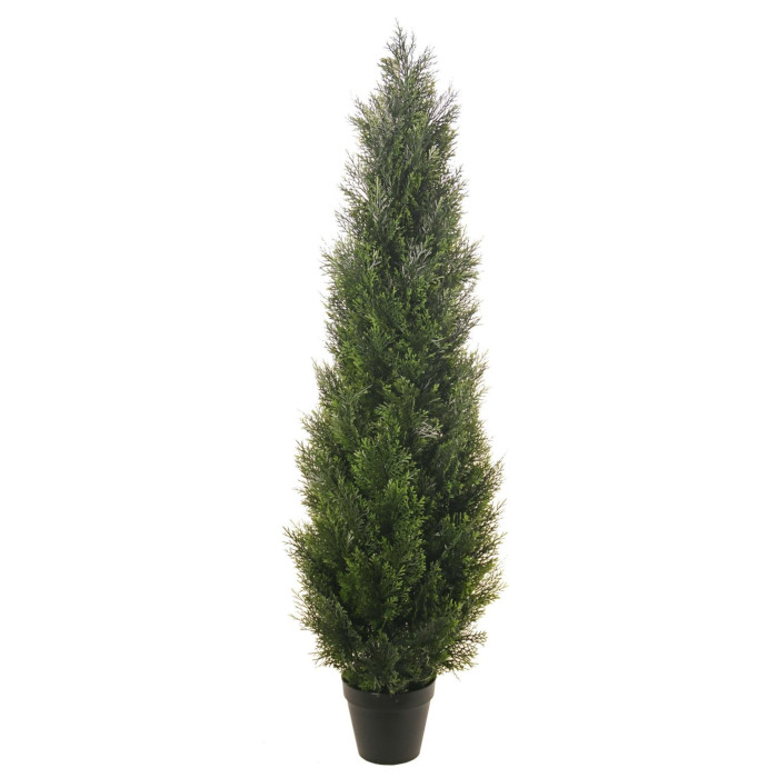 Thuja