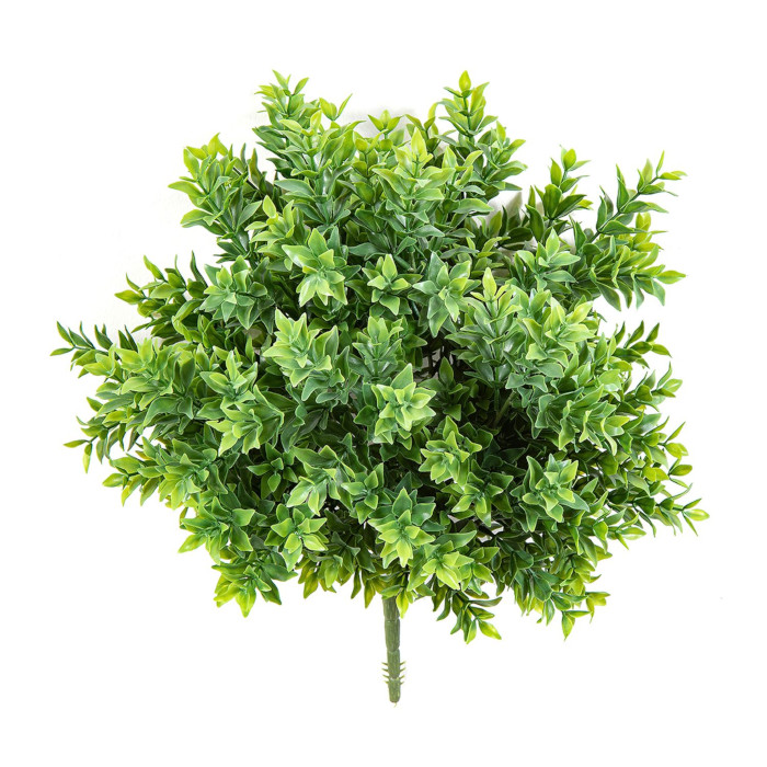 Berberis thunbergii