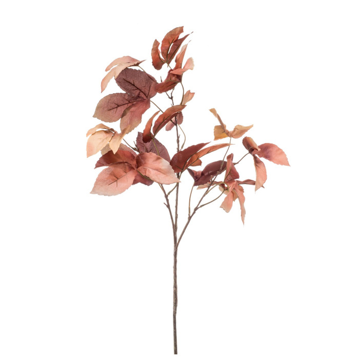 Catalpa