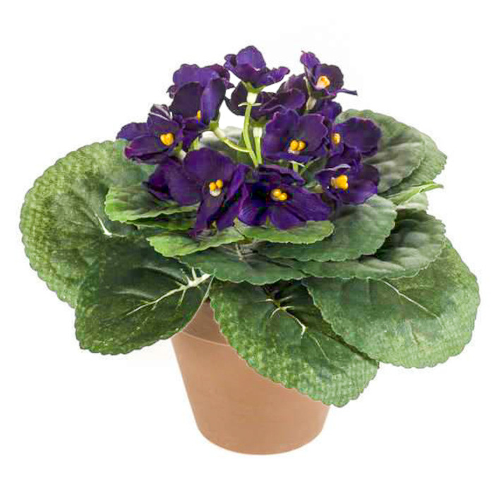 Violette africaine