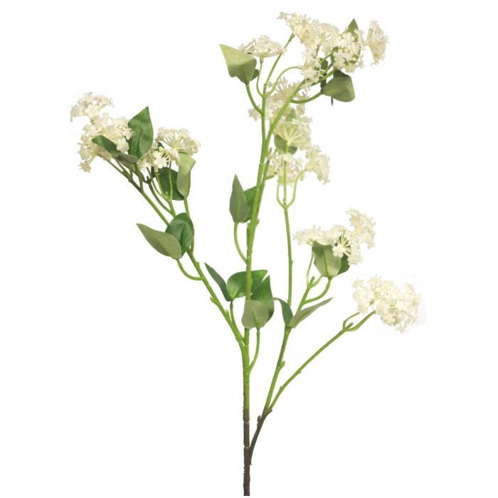 Lantana