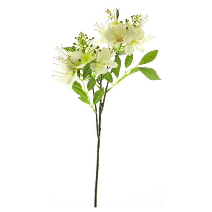 Aubépine