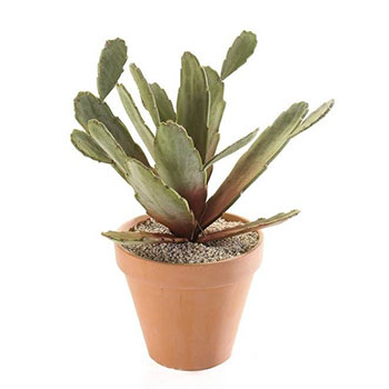 Cactus de Noël